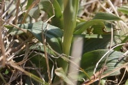 Ophrys-araneola-15-04-2010-6991