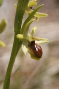 Ophrys-araneola-15-04-2010-6993