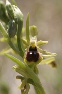 Ophrys-araneola-15-04-2010-7033