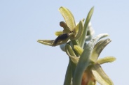 Ophrys-araneola-15-04-2010-7037
