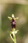 Ophrys-insectifera-18-05-2011-8199