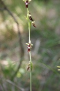 Ophrys-insectifera-18-05-2011-8255