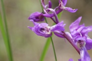 Orchis-mascula-01-05-2010-7558