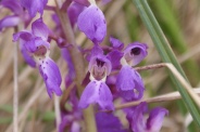 Orchis-mascula-01-05-2010-7572