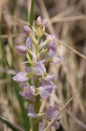Orchis-provincialis-01-05-2010-7566