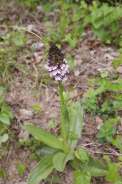 Orchis-purpurea-03-05-2009-1801