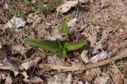 Orchis-purpurea-04-04-2009-731