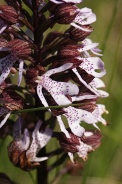 Orchis-purpurea-22-05-2010-8531