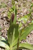 Orchis-purpurea-24-04-2009-1125