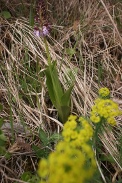 Orchis-purpurea-26-04-2010-7265