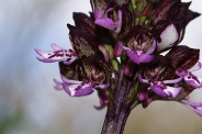Orchis-purpurea-27-04-2010-7328