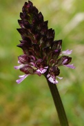 Orchis-purpurea-27-04-2010-7330