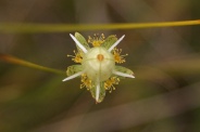 Parnassia-palustris-17-09-2011-5257