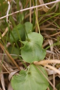 Parnassia-palustris-17-09-2011-5259