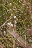 Parnassia-palustris-17-09-2011-5279