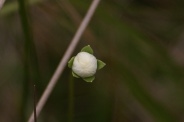 Parnassia-palustris-21-09-2011-5386