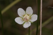 Parnassia-palustris-21-09-2011-5389