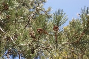 Pinus-nigra-15-04-2010-7000