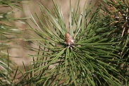Pinus-nigra-15-04-2010-7002