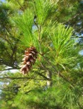 Pinus-strobus-13-09-2008-037