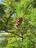 Pinus-strobus-13-09-2008-038
