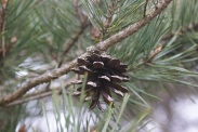 Pinus-sylvestris-07-04-2010-6573