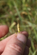 Bromus-racemosus-15-07-2011-2556