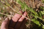 Bromus-racemosus-25-05-2011-8671