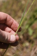 Bromus-racemosus-25-05-2011-8676