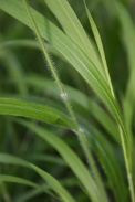 Bromus-ramosus-20-06-2009-5700