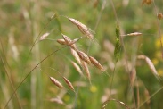 Bromus-squarrosus-29-06-2010-0965