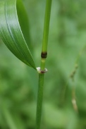 Festuca-gigantea-17-07-2011-2730