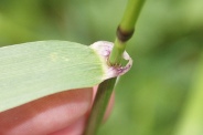 Festuca-gigantea-17-07-2011-2734