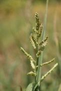 Paspalum-dilatatum-11-08-2009-2592