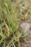 Spartina-townsendi-27-07-2009-1731