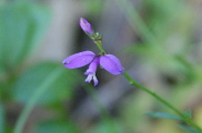 Polygala-vulgaris-02-08-2011-4086