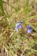 Polygala-vulgaris-22-05-2010-8326