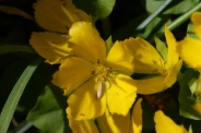 Lysimachia-nummularia-07-07-2010-2195