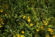 Lysimachia-nummularia-07-07-2010-2197