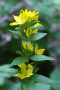 Lysimachia-punctata-16-07-2009-0177