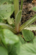 Primula-elatior-13-04-2011-6639