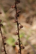 Pyrola-rotundifolia-24-04-2010-7279