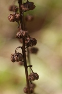 Pyrola-rotundifolia-26-04-2010-7271