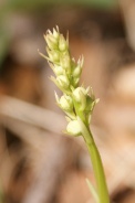 Pyrola-rotundifolia-26-04-2010-7273