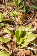 Pyrola-rotundifolia-26-04-2010-7274
