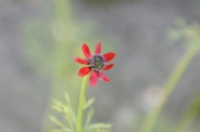 Adonis-annua-30-06-2010-1633