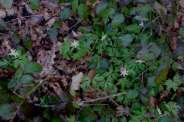 Anemone-nemorosa-27-03-2009-573