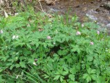 Anemone-nemorosa-Linch