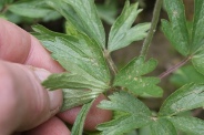 Anemone-sylvestris-11-05-2010-8104