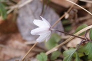 Anemone-sylvestris-31-03-2010-6229